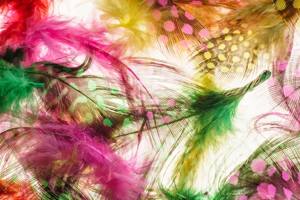 Decorative feathers background — Stock Photo, Image