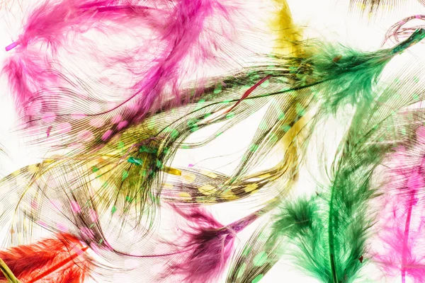 decorative feathers background