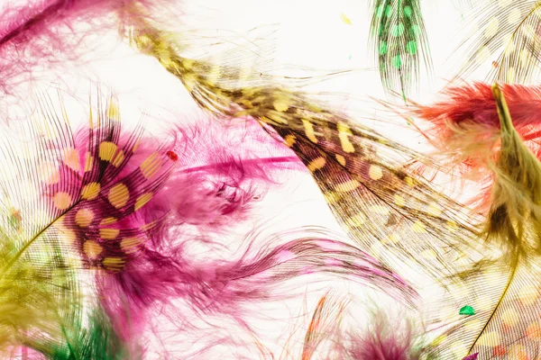 Decorative feathers background — Stock Photo, Image