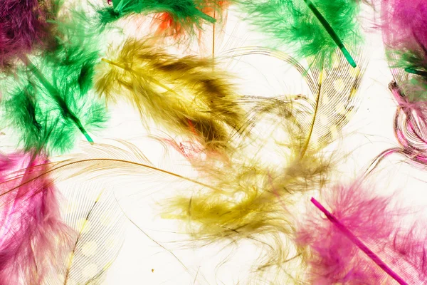 Colorful decorative feathers — Stock Photo, Image