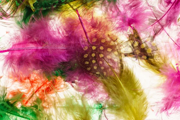 Colorful decorative feathers — Stock Photo, Image