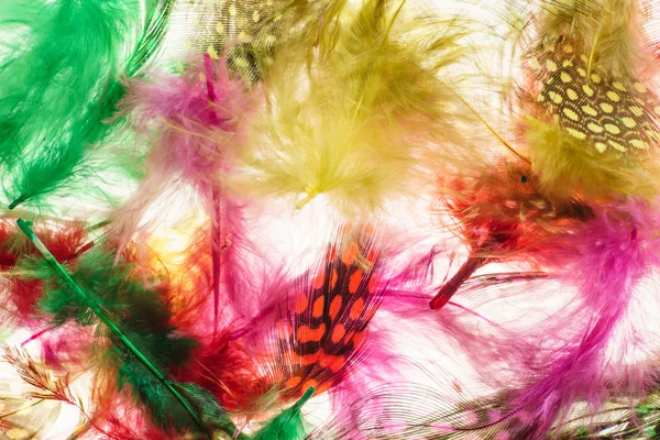 Decorative feathers background — Stock Photo, Image