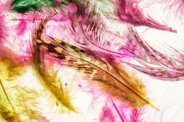 Decorative feathers background — Stock Photo, Image