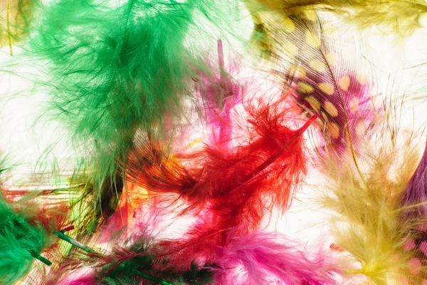 Colorful feathers background — Stock Photo, Image