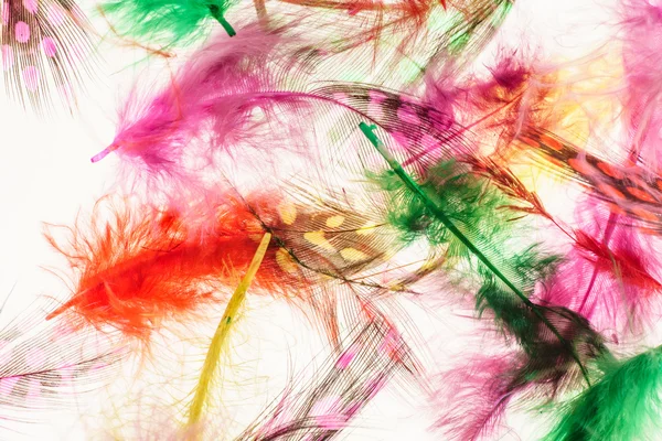 Красочные перья фон — стоковое фото