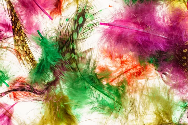 Kleurrijke veren achtergrond — Stockfoto
