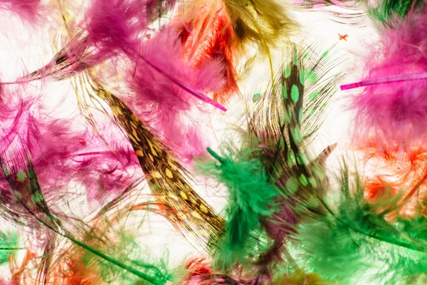 Fond de plumes colorées — Photo
