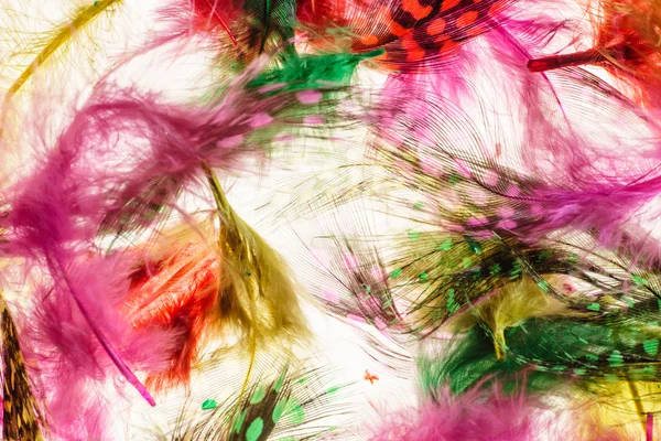 Colorful feathers background — Stock Photo, Image