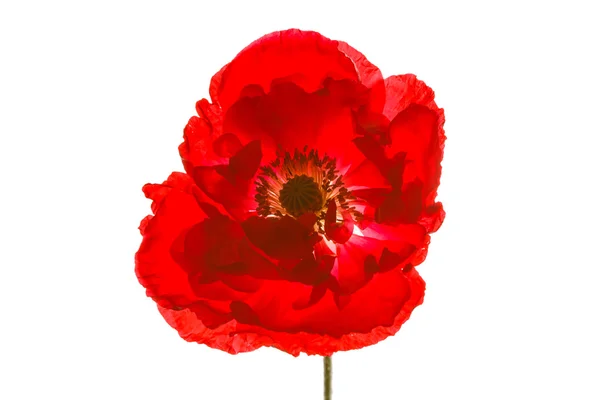 Red poppy flower — Stock Photo, Image