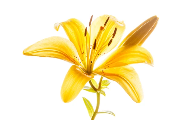 Žlutá lilie květ — Stock fotografie