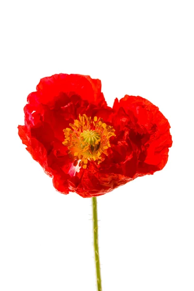 Red poppy flower — Stock Photo, Image