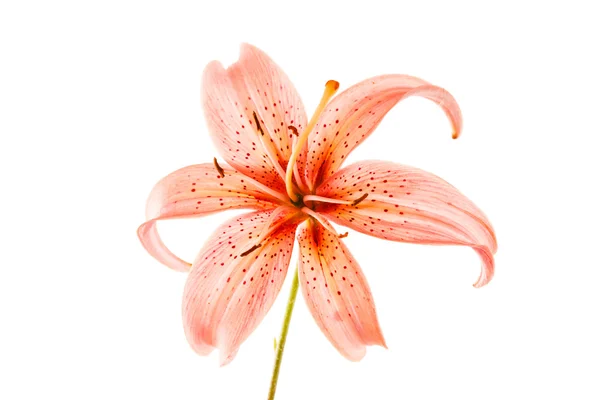 Lyserød lilje blomst - Stock-foto