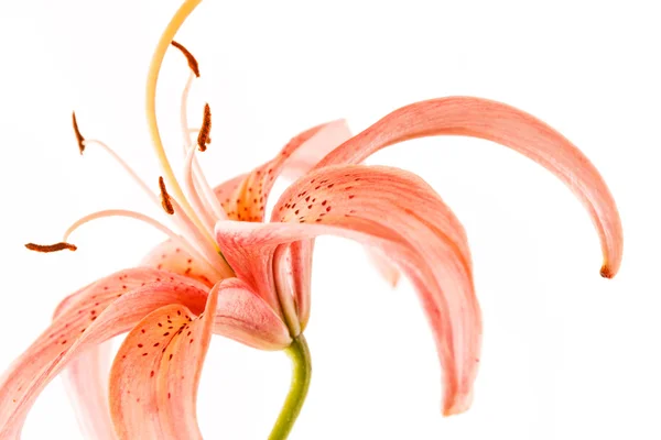 Розовый цветок лилии — стоковое фото