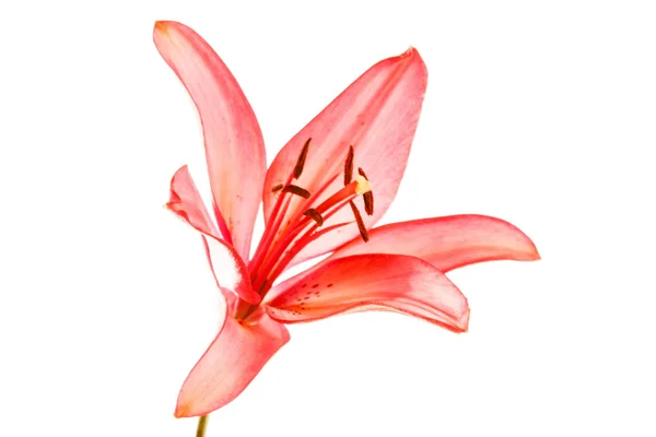 Roze lily bloem — Stockfoto