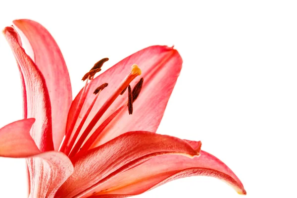 Roze lily bloem — Stockfoto