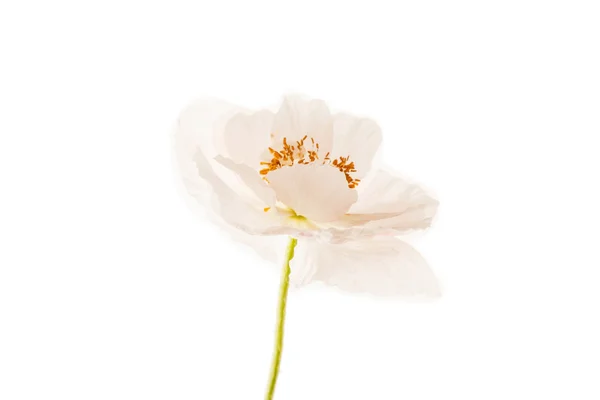 Weiße Mohnblume — Stockfoto