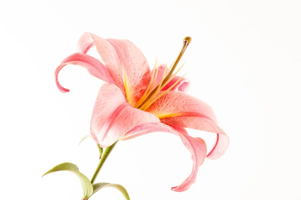 Rosa lilja blomma — Stockfoto