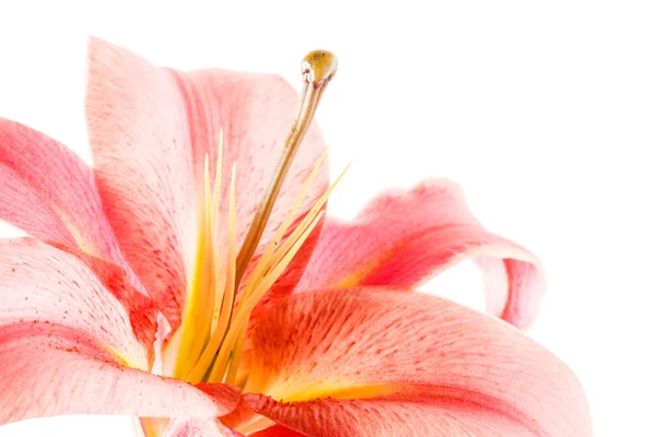 Rosa Lilienblüte — Stockfoto