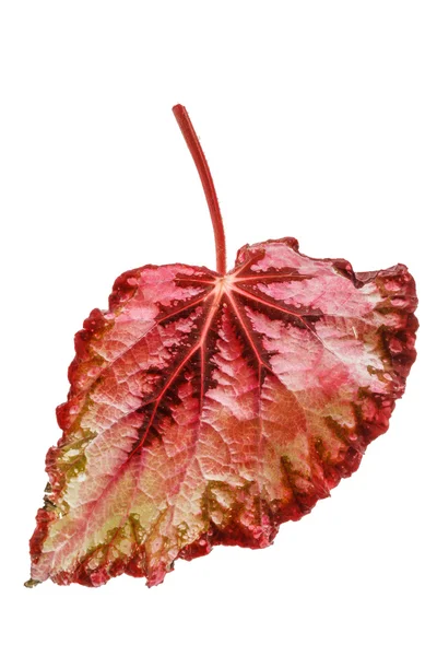 Rode begonia blad — Stockfoto