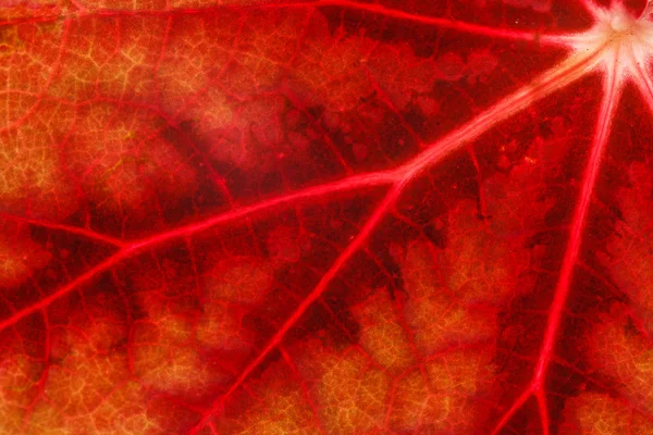 붉은 잎 구조 — 스톡 사진