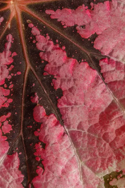 Red leaf texture — Stock Photo, Image