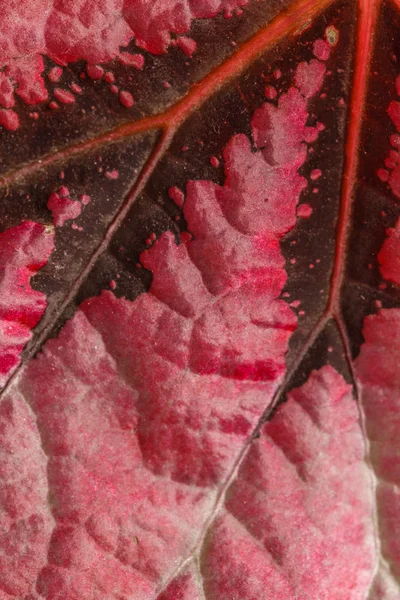 Tekstura liści czerwonych — Zdjęcie stockowe