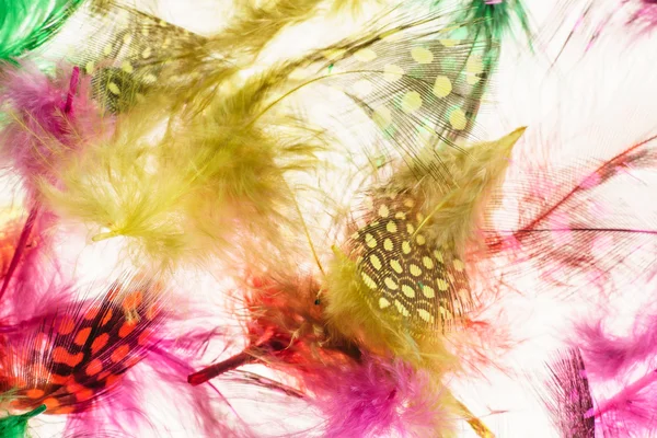 Colorful feathers background — Stock Photo, Image