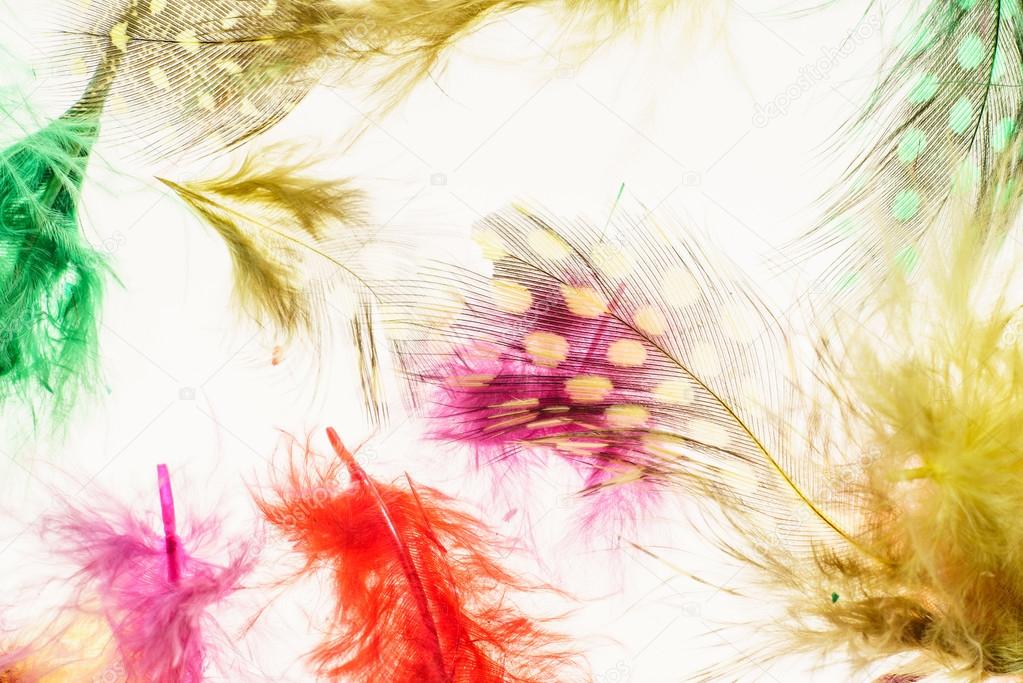 Colorful decorative feathers