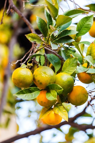 Mandalina ağacı dal — Stok fotoğraf