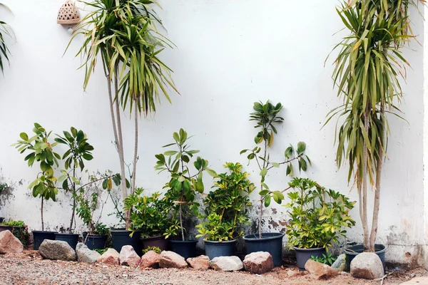 Green plants in pots — Stock Photo, Image