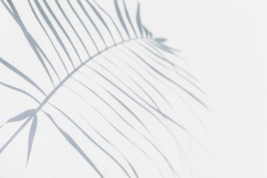 Gölge hurma yaprakları