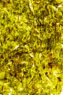 Yeşil nori arka plan