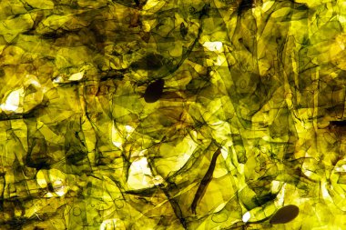 Yeşil nori arka plan