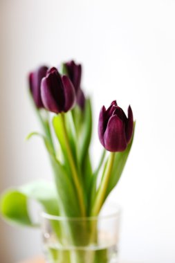 Güzel Menekşe Lale