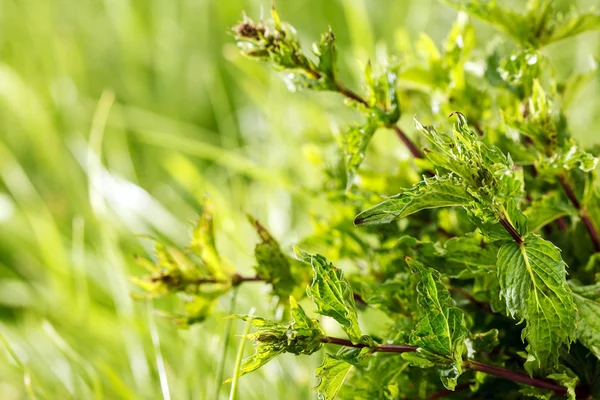 Fresh green  mint — Stock Photo, Image