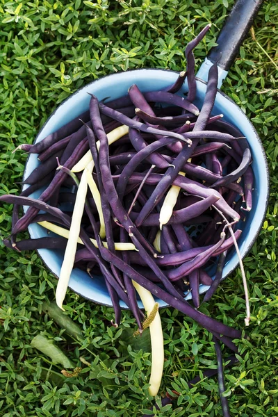 Violette String-Bohnen — Stockfoto