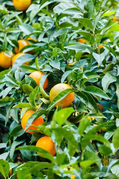 Mandarin tree twig — Stock Photo, Image