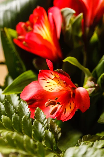 Schöne blühende Blumen — Stockfoto