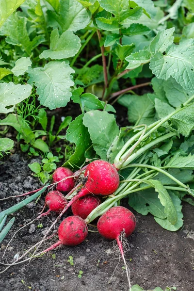 Fresh radish with leaves — Stock Photo, Image