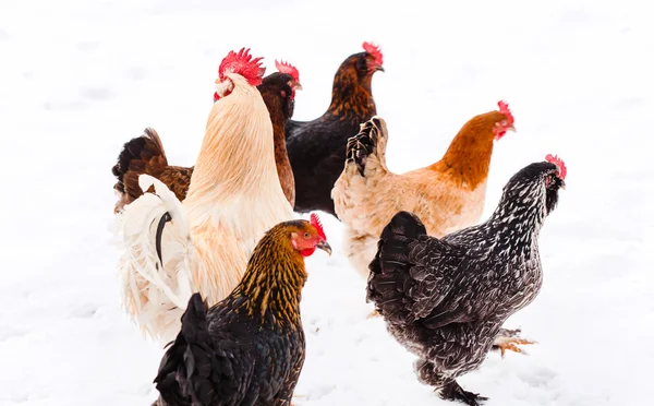 화이트에 농장에 닭 — 스톡 사진