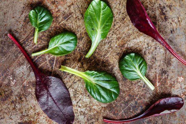 Verse salade bladeren — Stockfoto