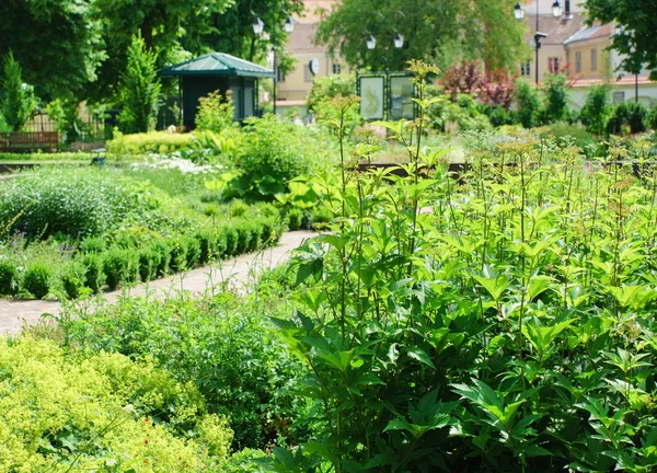 Літній сад в парку — стокове фото