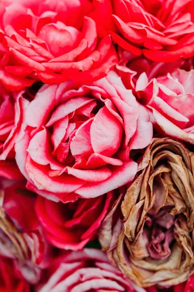 Mooie rozen achtergrond — Stockfoto