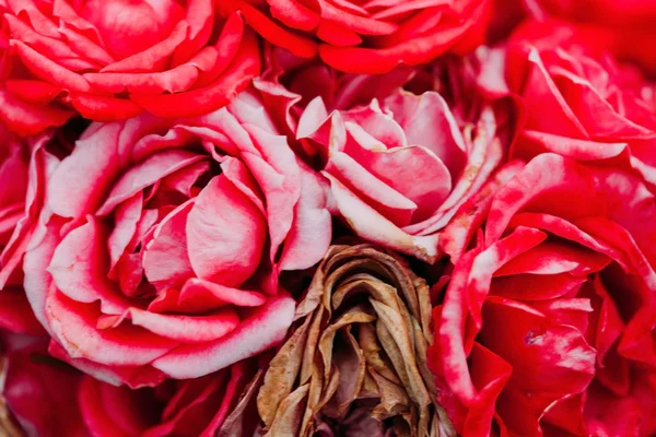 Beautiful roses background — Stock Photo, Image