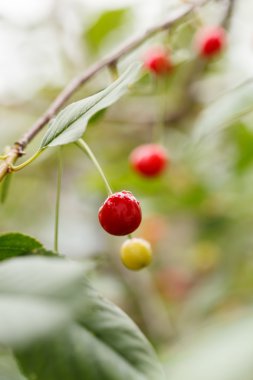 Olgun Kiraz kırmızı