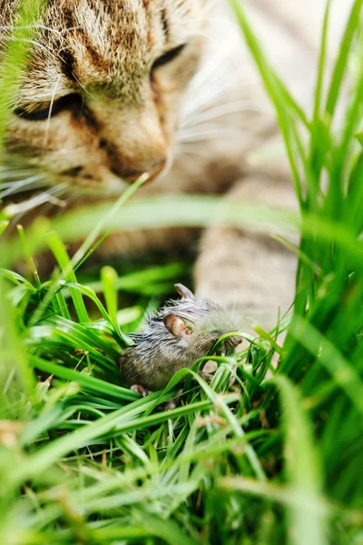 Katt og mus i gress – stockfoto