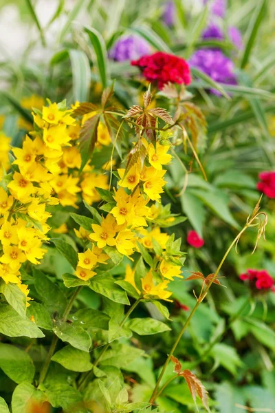 Branche de fleurs jaunes — Photo