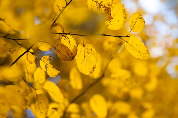 Feuilles d'automne sur les branches — Photo