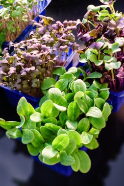 microgreens tencere çeşitleri