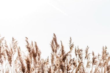 tohumlu reed saplarını